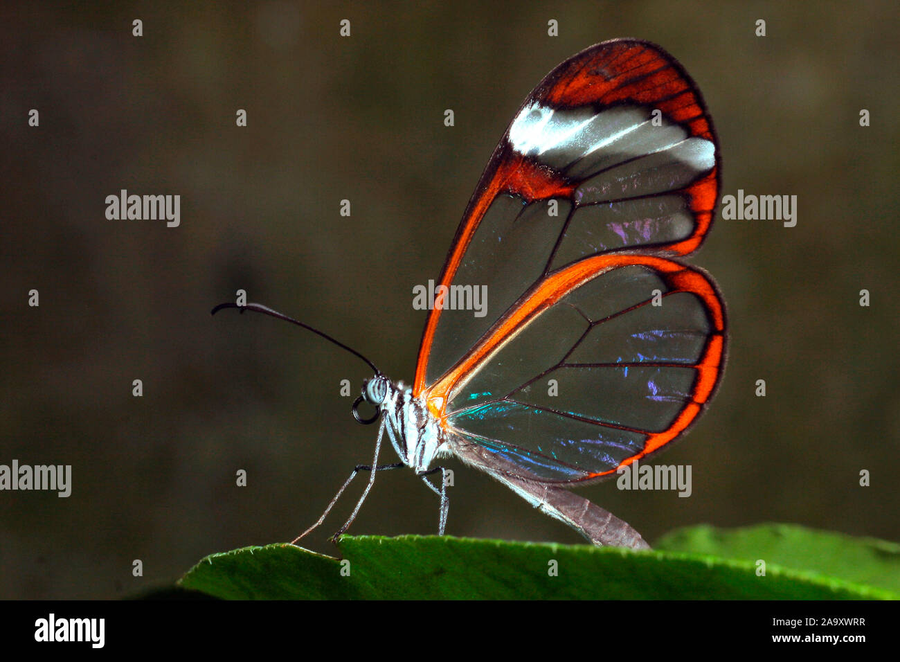 Tiere, Insekten, vacillare, Schmetterling, Butterfly, Glasflügelfalter Foto Stock