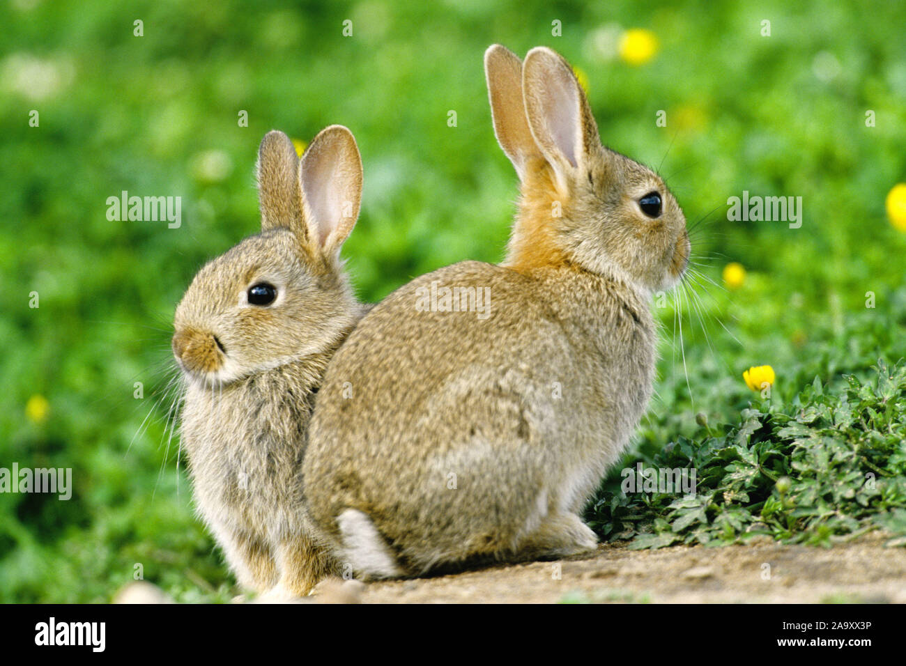 Junge Wildkaninchen - Rabbite - Wild Lepre Foto Stock