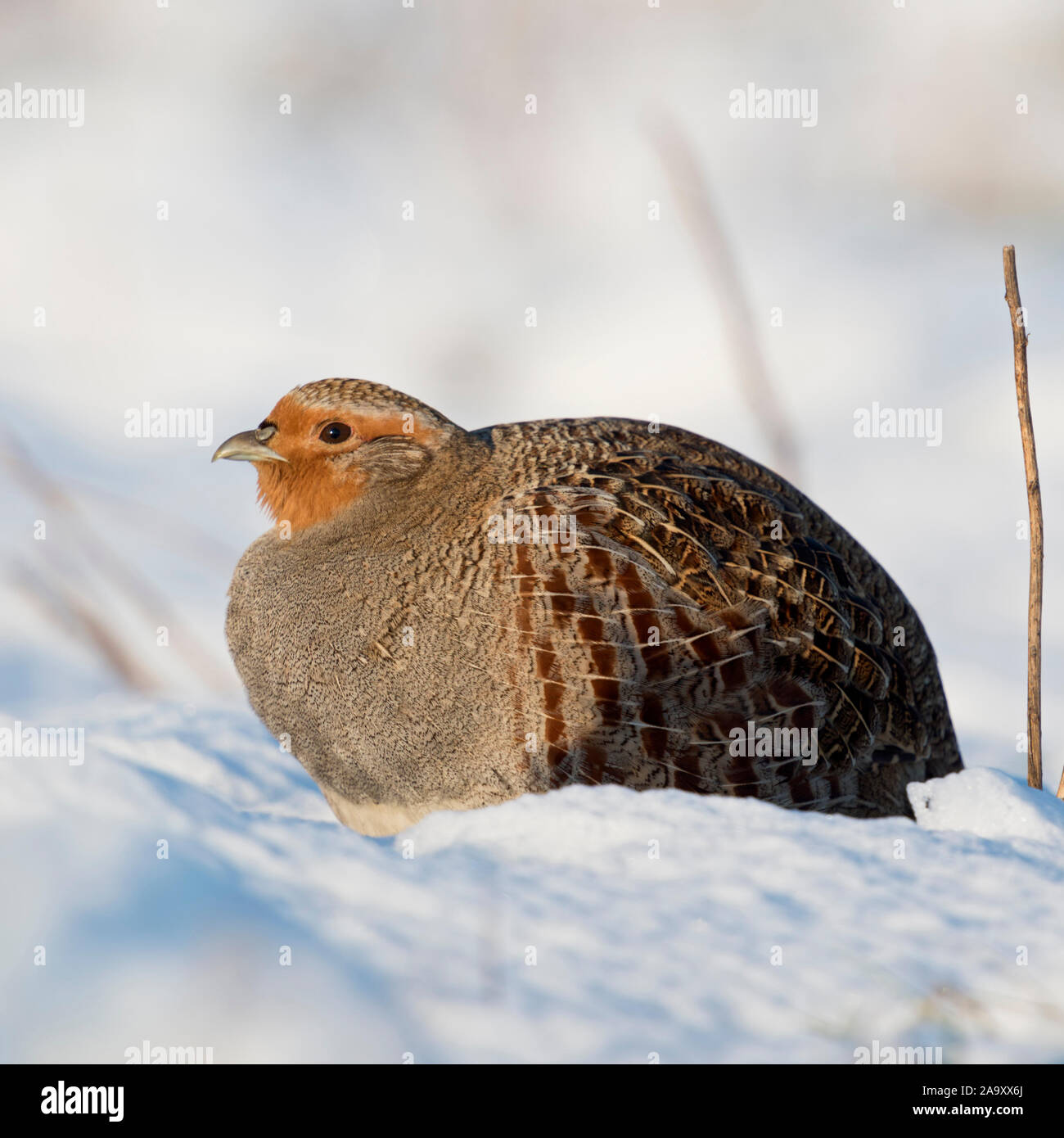 La Starna / Rebhuhn ( Perdix perdix ), adulto, seduta in fresco di neve caduti su un soleggiato inverno mattina, la fauna selvatica, l'Europa. Foto Stock