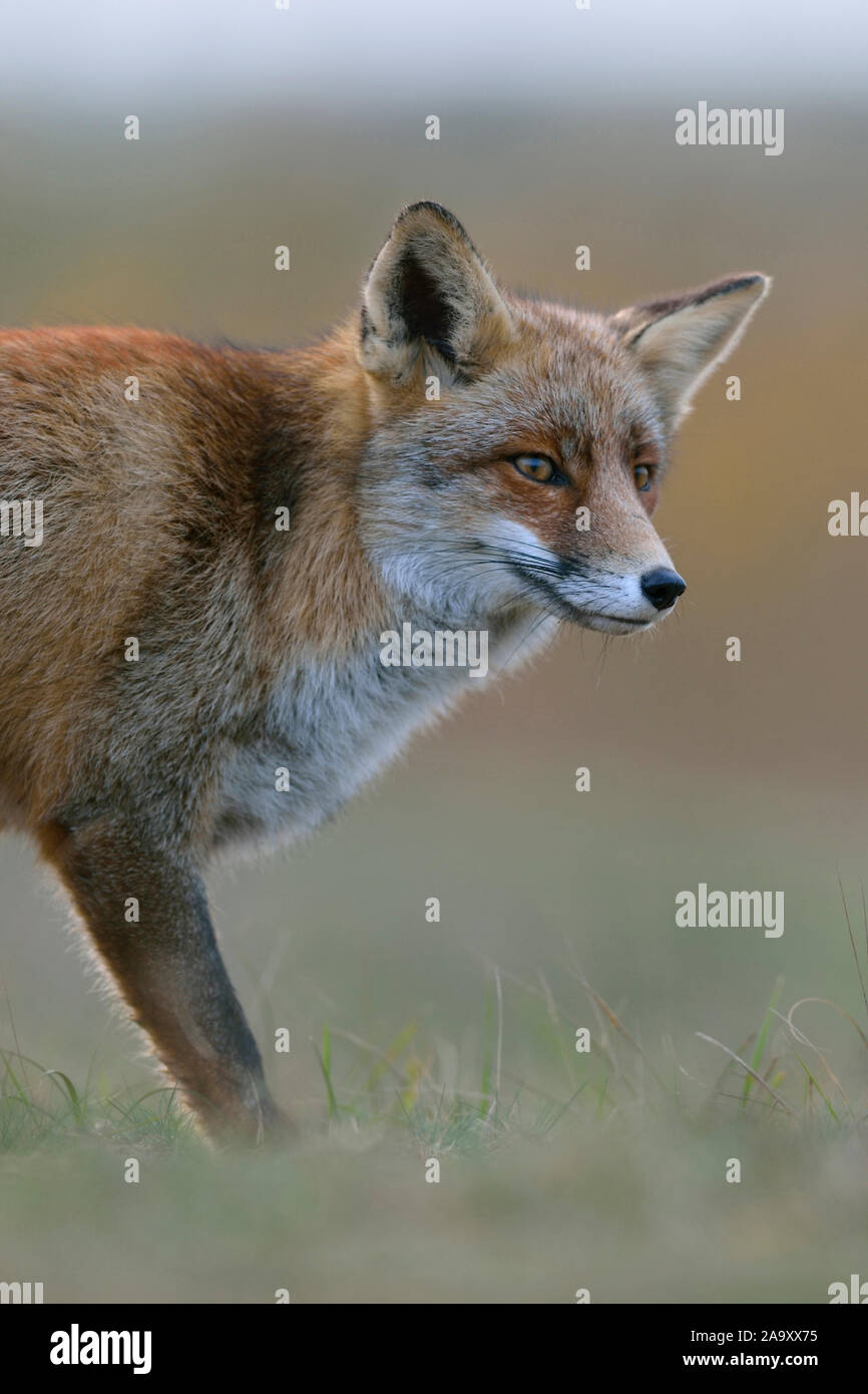 Red Fox / Rotfuchs ( Vulpes vulpes ) guardando curioso, luce morbida, vicino, metà corpo, fauna selvatica, l'Europa. Foto Stock