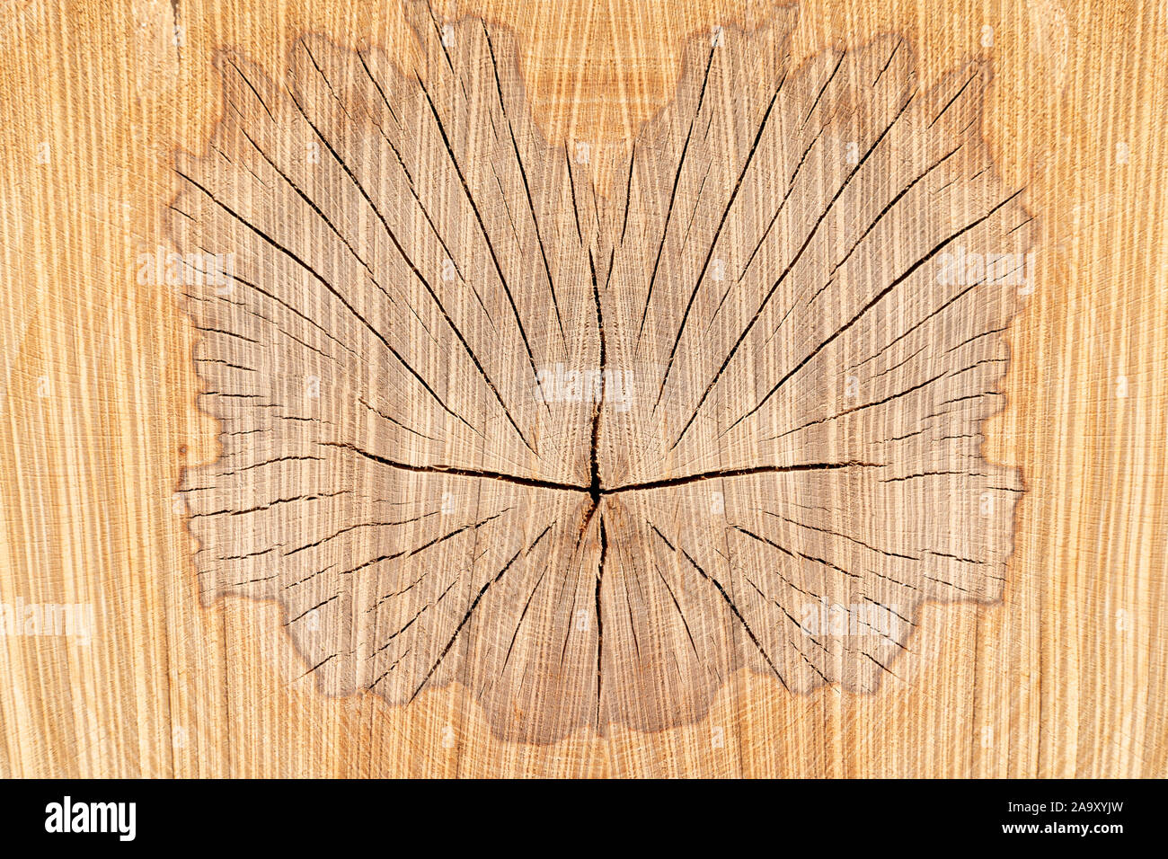 Texture di legno con pattern a forma di farfalla Foto Stock