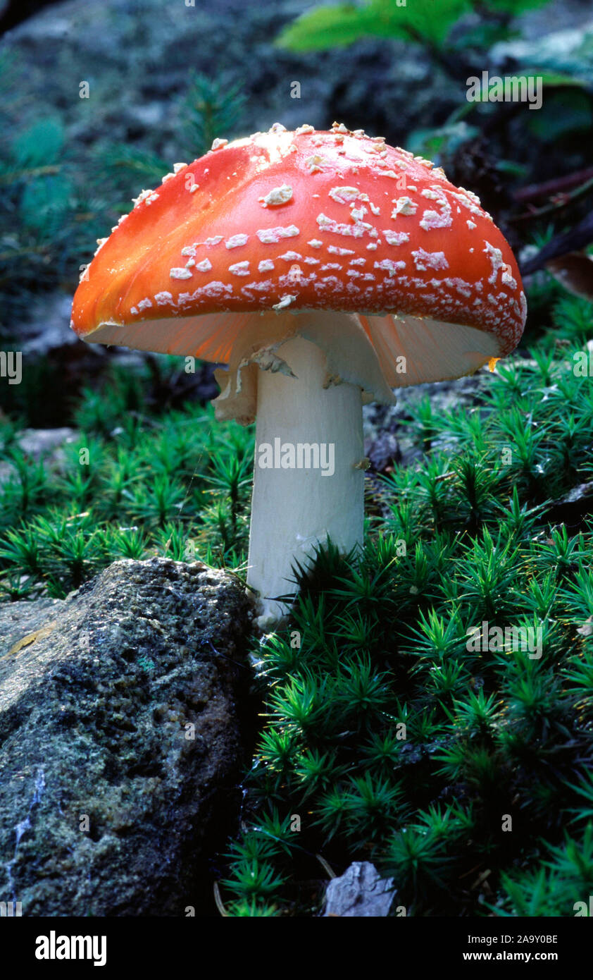 Fliegenpilz und Moos; Fly agaric e moss; amanita muscaria; Bayerischer Wald, Deutschland Foto Stock