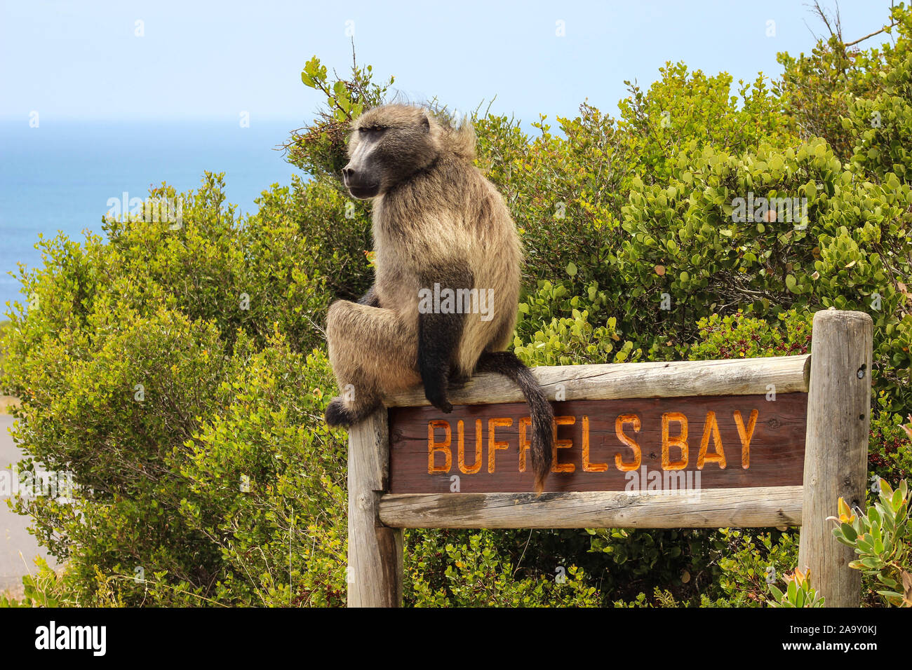 Babuino si siede sullo scudo Buffels Bay Foto Stock
