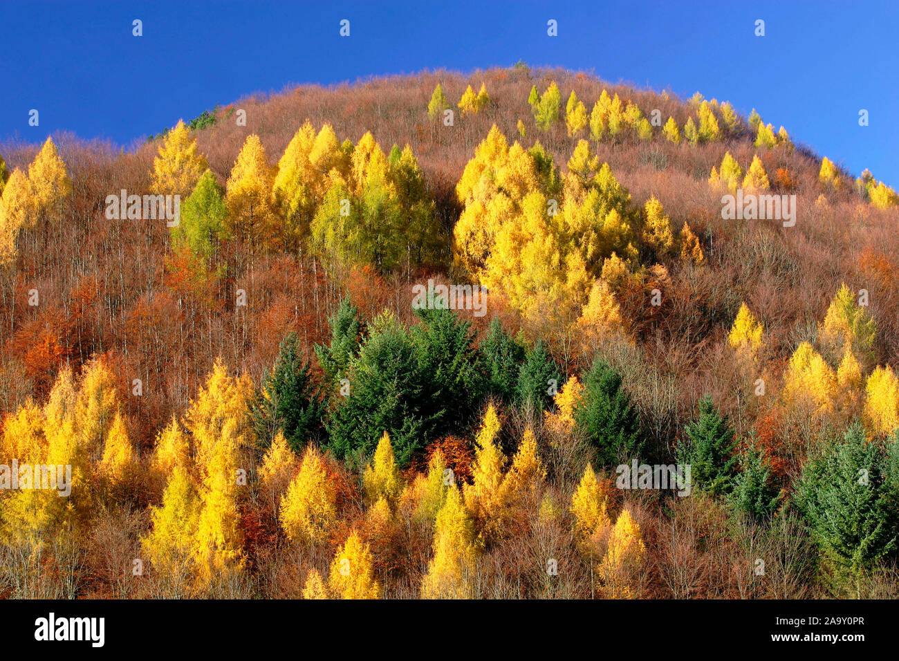 Gelb verfärbte Lärchen und blauer Himmel; colorato in giallo i larici e cieli blu; Larix europaea; Schwäbische Alb, Deutschland Foto Stock