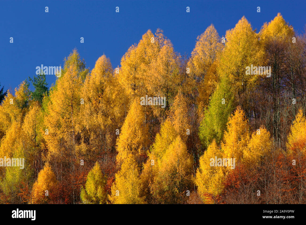 Gelb verfärbte Lärchen und blauer Himmel; colorato in giallo i larici e cieli blu; Larix europaea; Schwäbische Alb, Deutschland Foto Stock