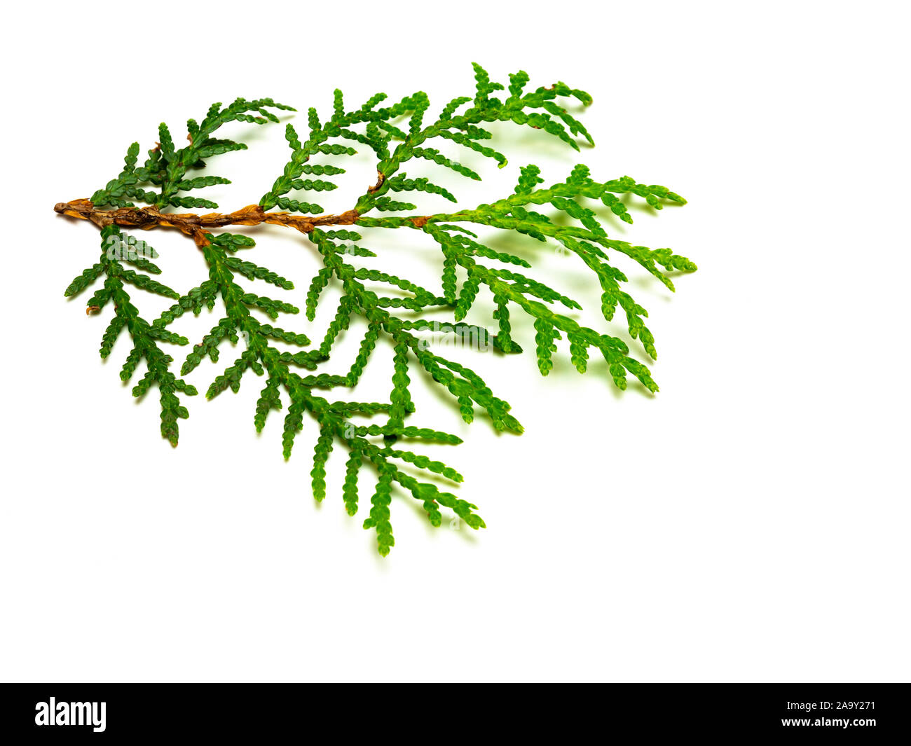 Lilac alberi di cipresso isolato di diramazione Foto Stock