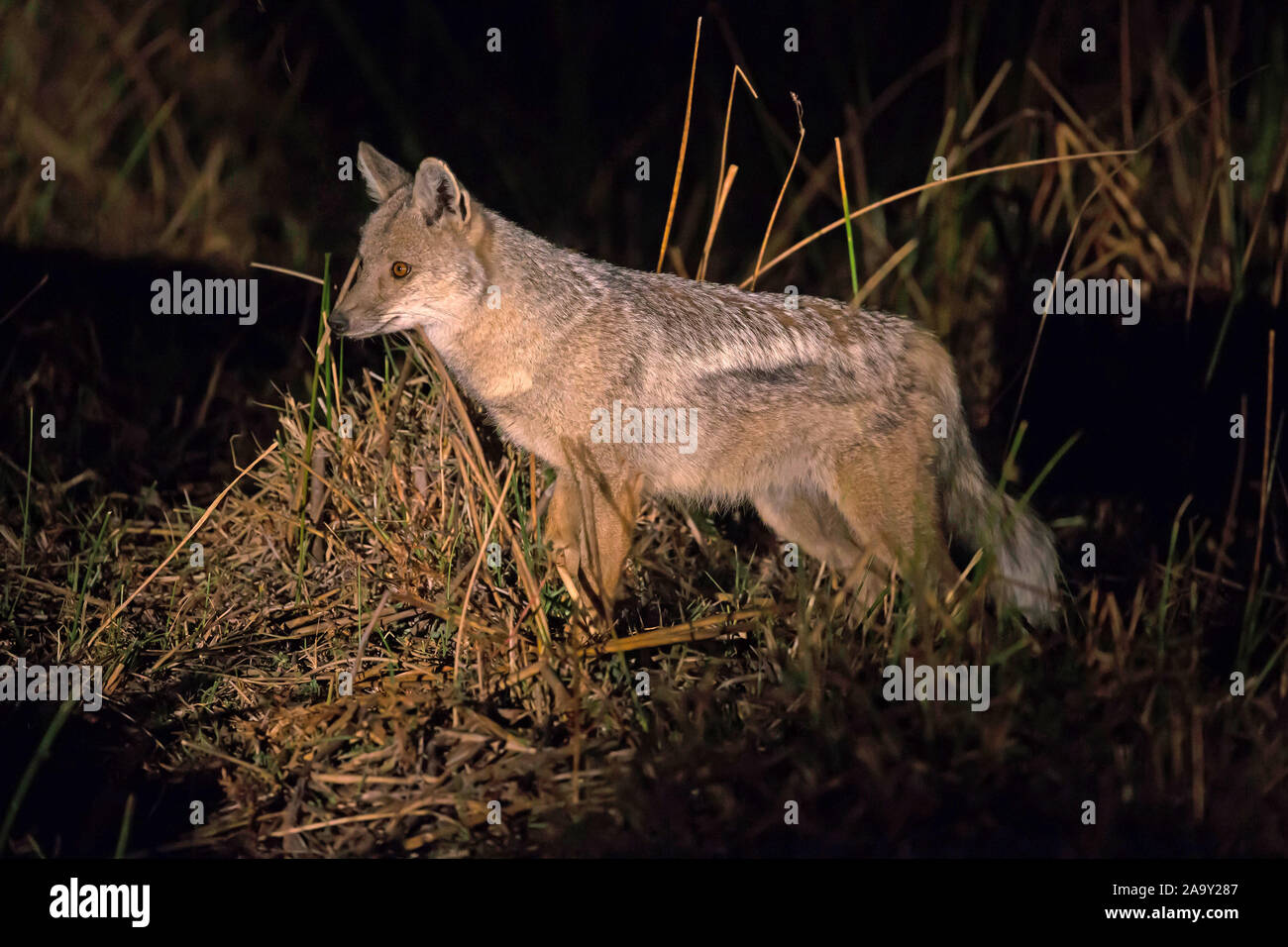 Afrika, Botswana, Streifenschakal bei Nacht, Canis adustus, Foto Stock