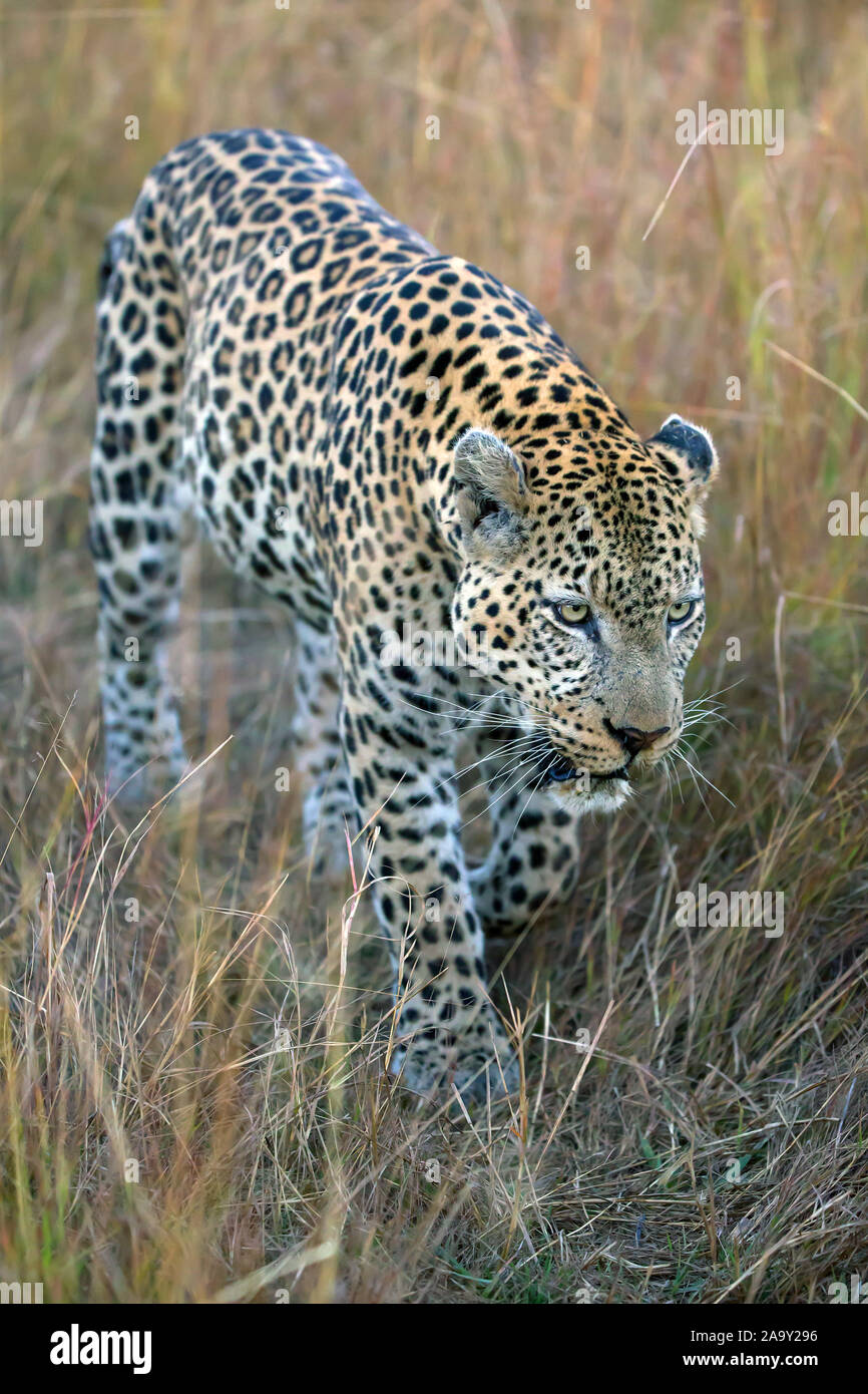 Leopard, Panther, Phantera pardus, maennlich, Botswana, Afrika, Saeugetiere, Foto Stock