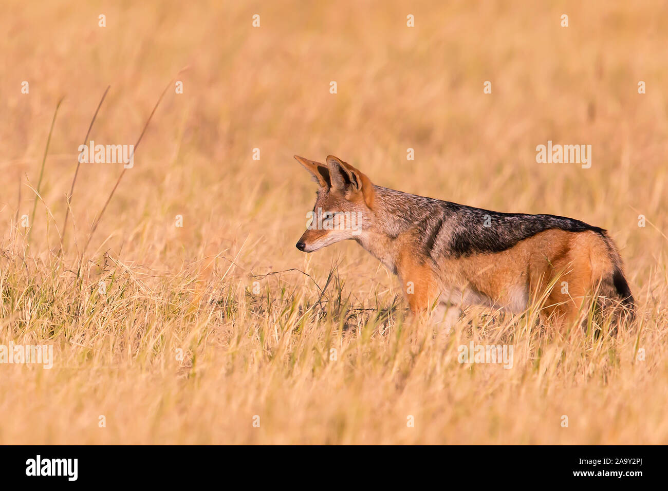 Afrika, Botswana, Schabrackenschakal, Canis mesomelis, Foto Stock