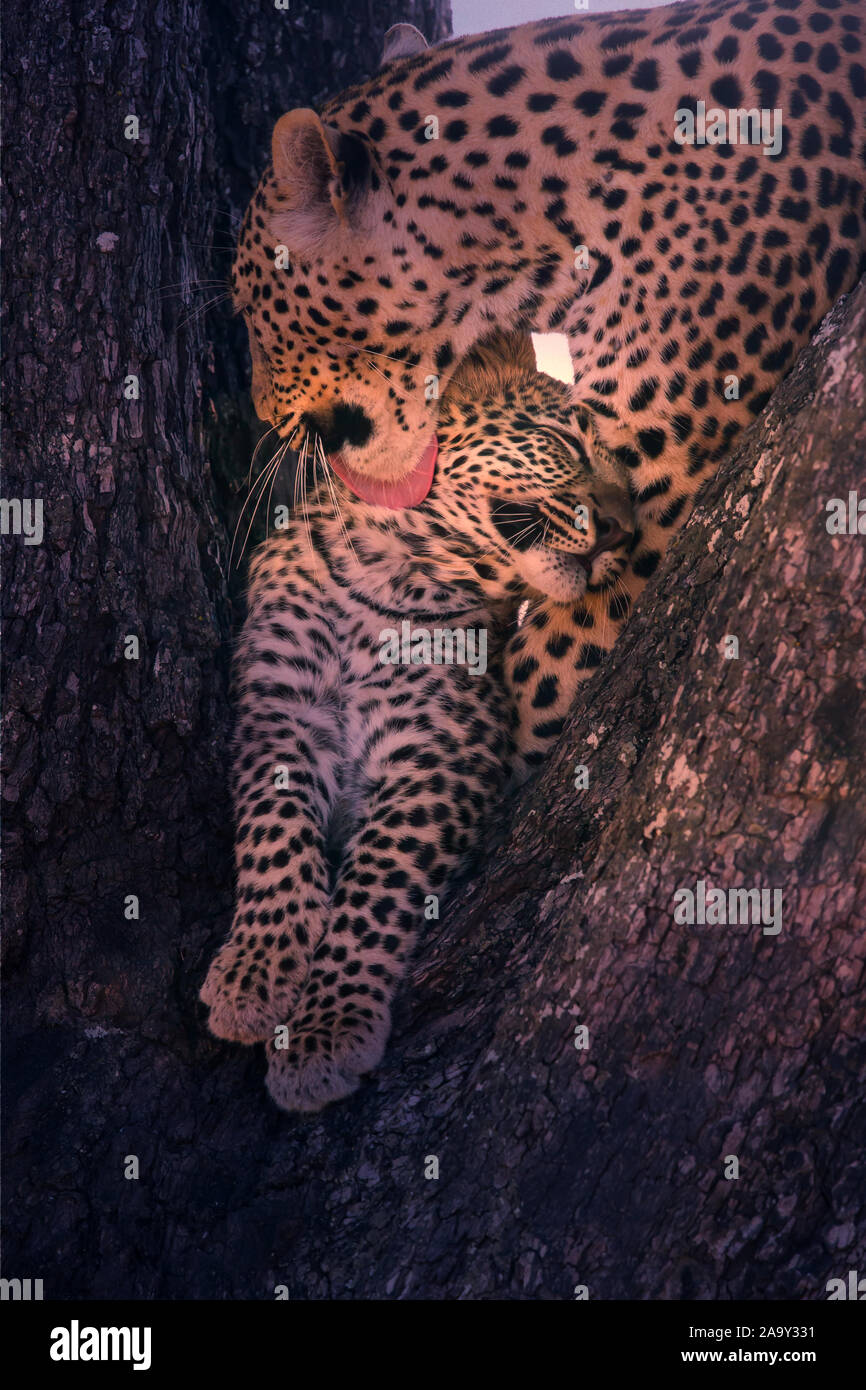 Leopard, Panther, Phantera pardus, maennlich, Botswana, Afrika, Saeugetiere, Foto Stock