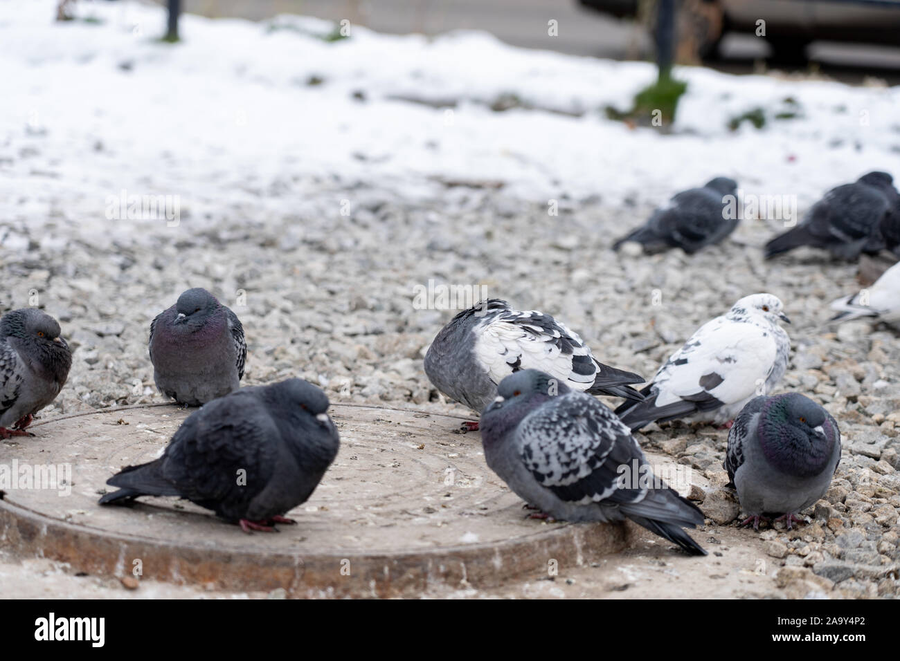 Piccioni soffiato sedersi accanto al portello di fognatura su strada in inverno. Gli uccelli crogiolarsi nell'inverno. Molti piccioni sit increspato riscaldamento e sonnecchia Foto Stock