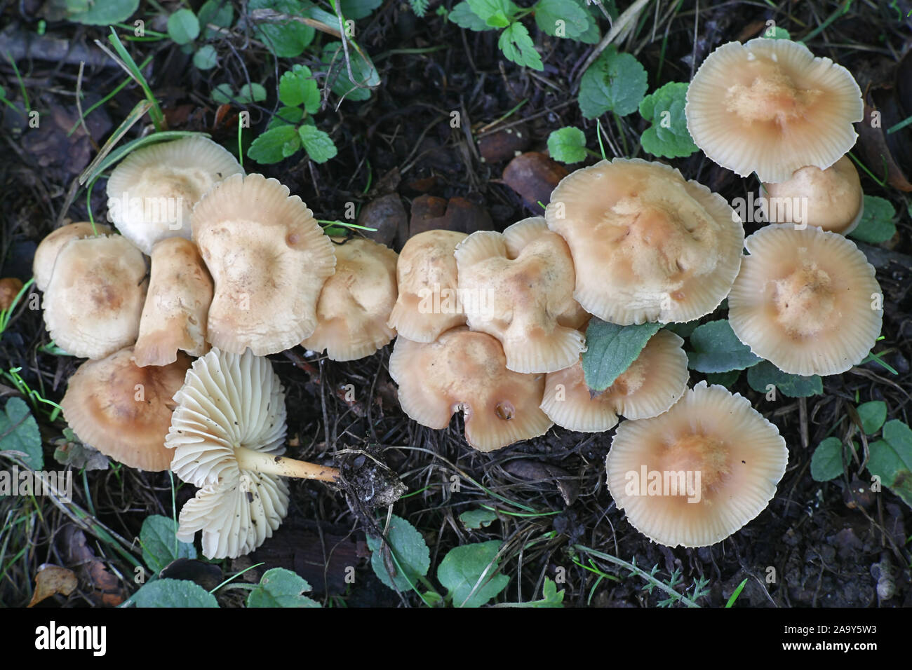 Marasmius oreades, noto come Scotch Bonnet, fata fungo ad anello o anello di fata champignon, selvatici funghi commestibili dalla Finlandia Foto Stock
