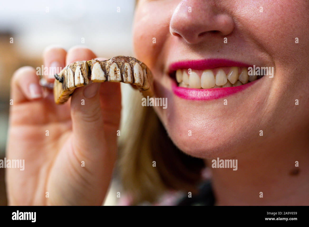 Isabel Murtough, un valutatore a Hansons banditori in Derbsyhire, con un 200-anno-vecchio set di denti finti che si prevede di vendere per fino a £ 7.000 all'asta il 25 novembre. Foto Stock Isabel Murtough, un valutatore a Hansons banditori in Derbsyhire, con un 200-anno-vecchio set di denti finti che si prevede di vendere per fino a £ 7.000 all'asta il 25 novembre. Foto Stock