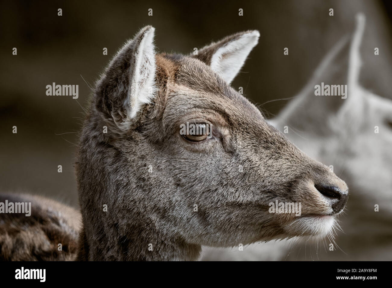 Close-up verticale di un rosso daino nella foresta Foto Stock