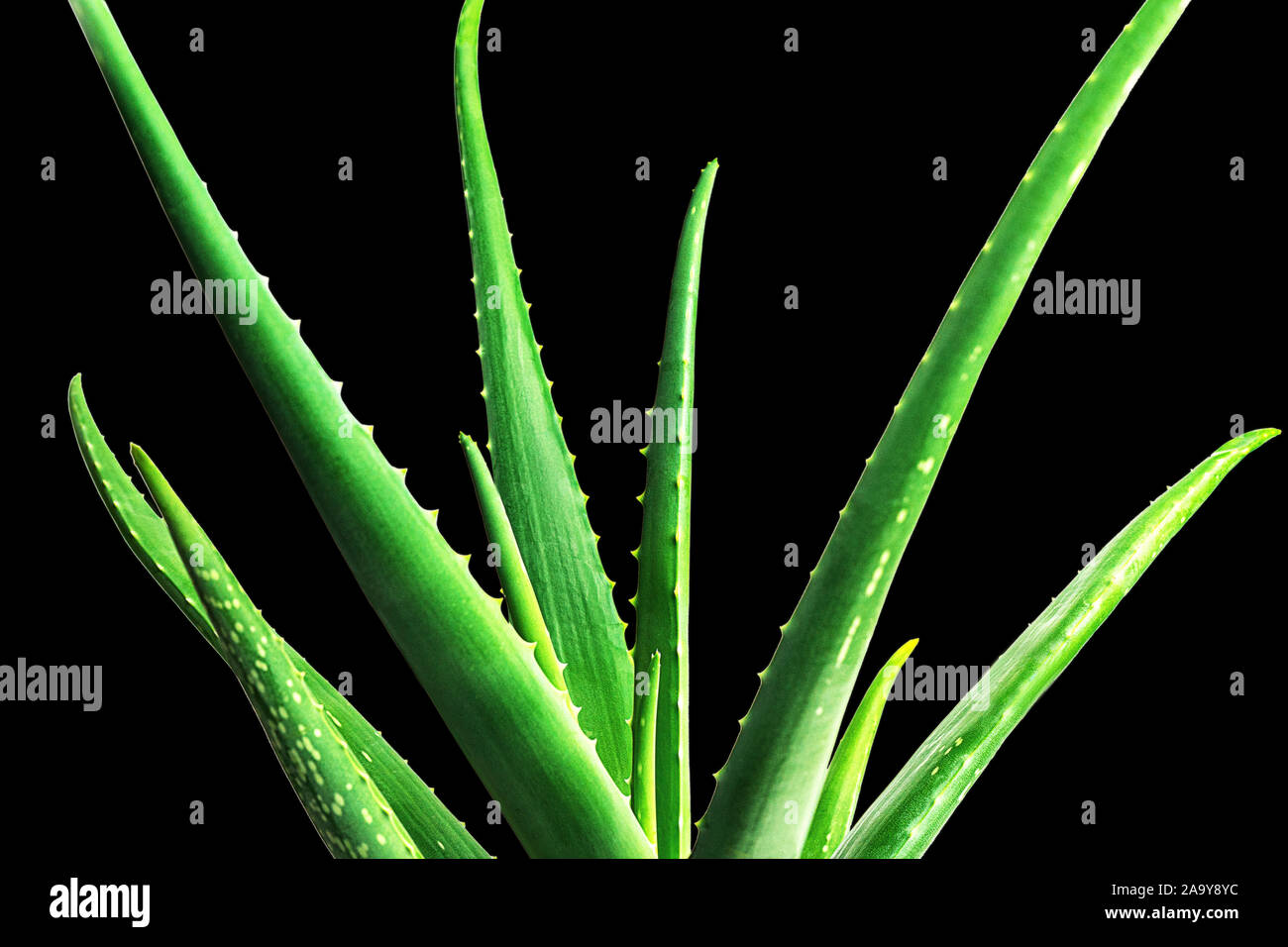 Foglia di Aloe Vera closeup su sfondo nero. Aloevera close-up per cosmetici, prodotti di bellezza, medicina alternativa. Cura della Pelle concetto idratanti naturali della pianta organica. Foto Stock