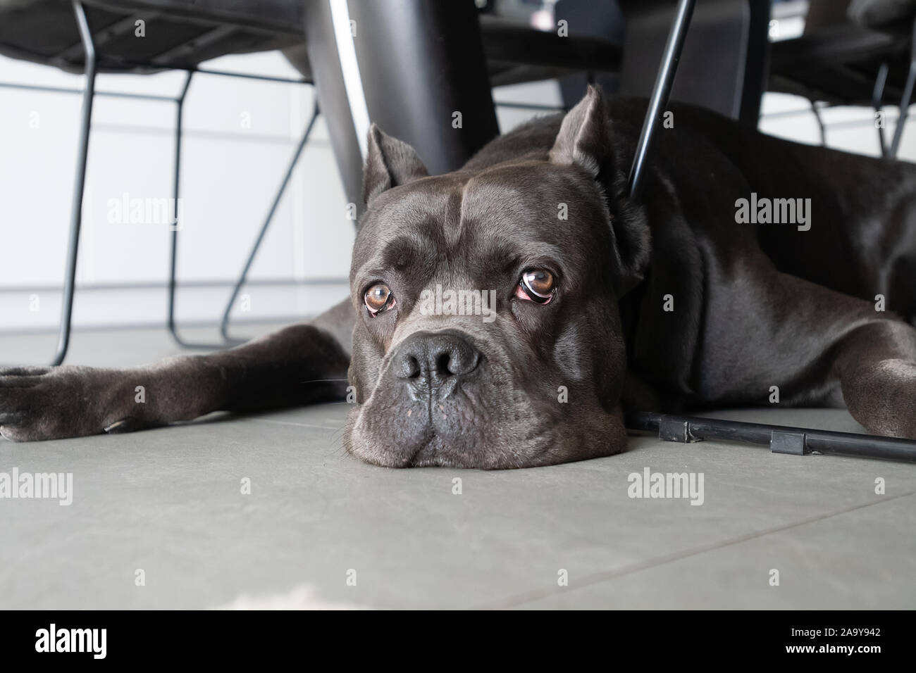 Colore grigio cane corso italliano sdraiato sul pavimento a appartamento moderno sotto la tabella Foto Stock