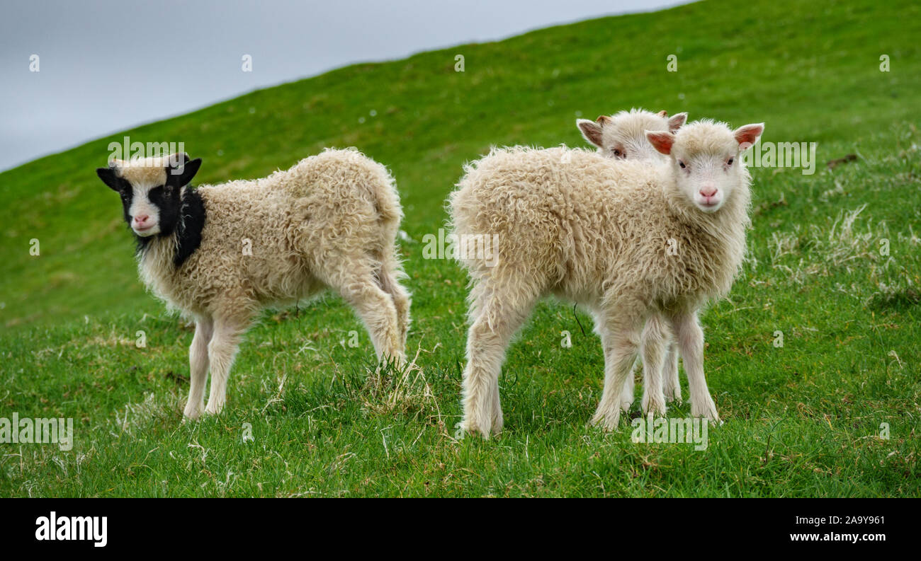 Tre piccole pecore guardando la telecamera Foto Stock