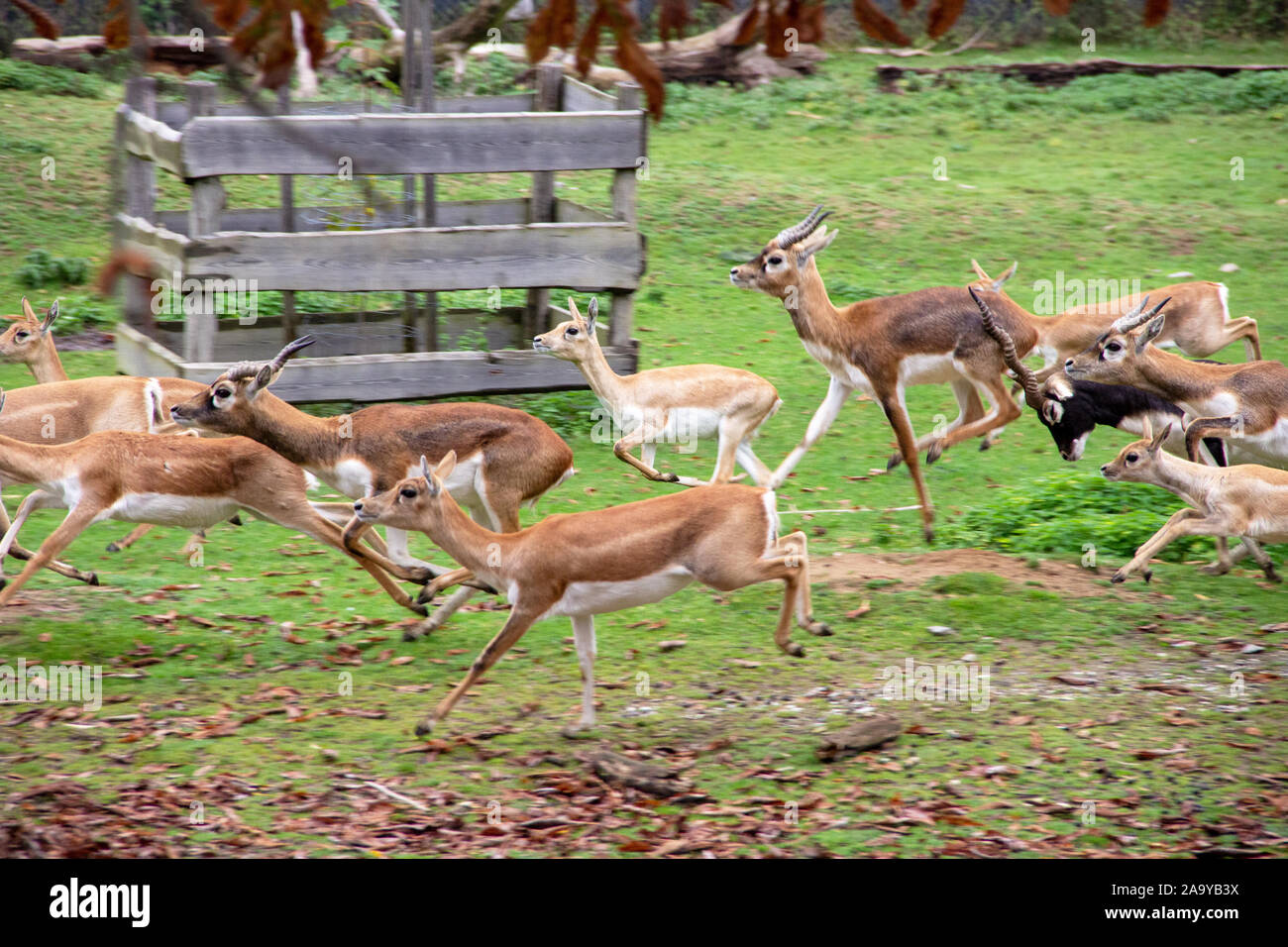 Vista di una fuga Blackbuck mandria, Antilope cervicapra Foto Stock