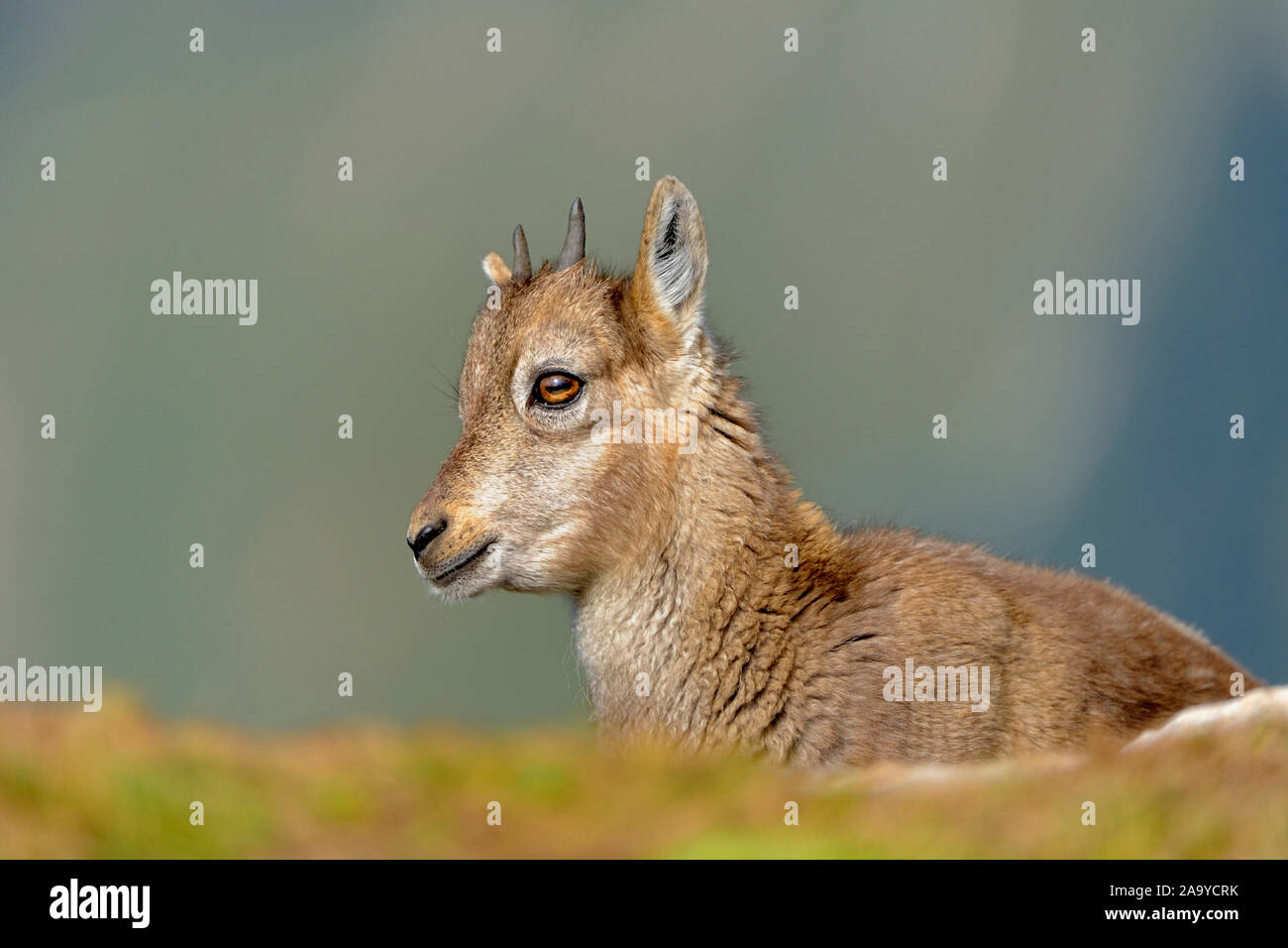 Alpensteinbock (Capra ibex) Foto Stock