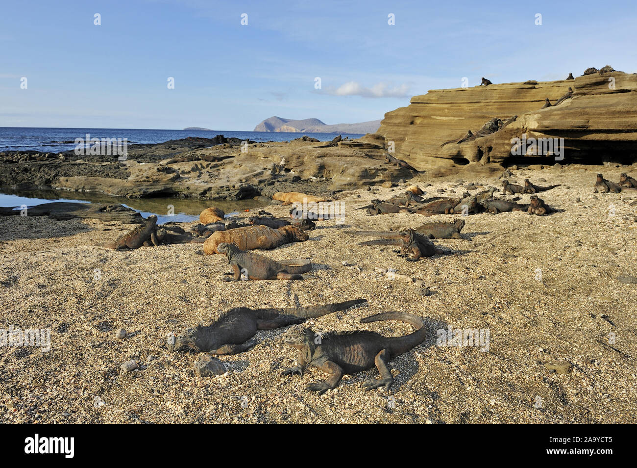 Bucht von Puerto Egas mit Meerechsen (Amblyrhynchus cristatus) im Vordergrund, Insel Santiago, Galapagos, Ecuador, Südamerika Foto Stock