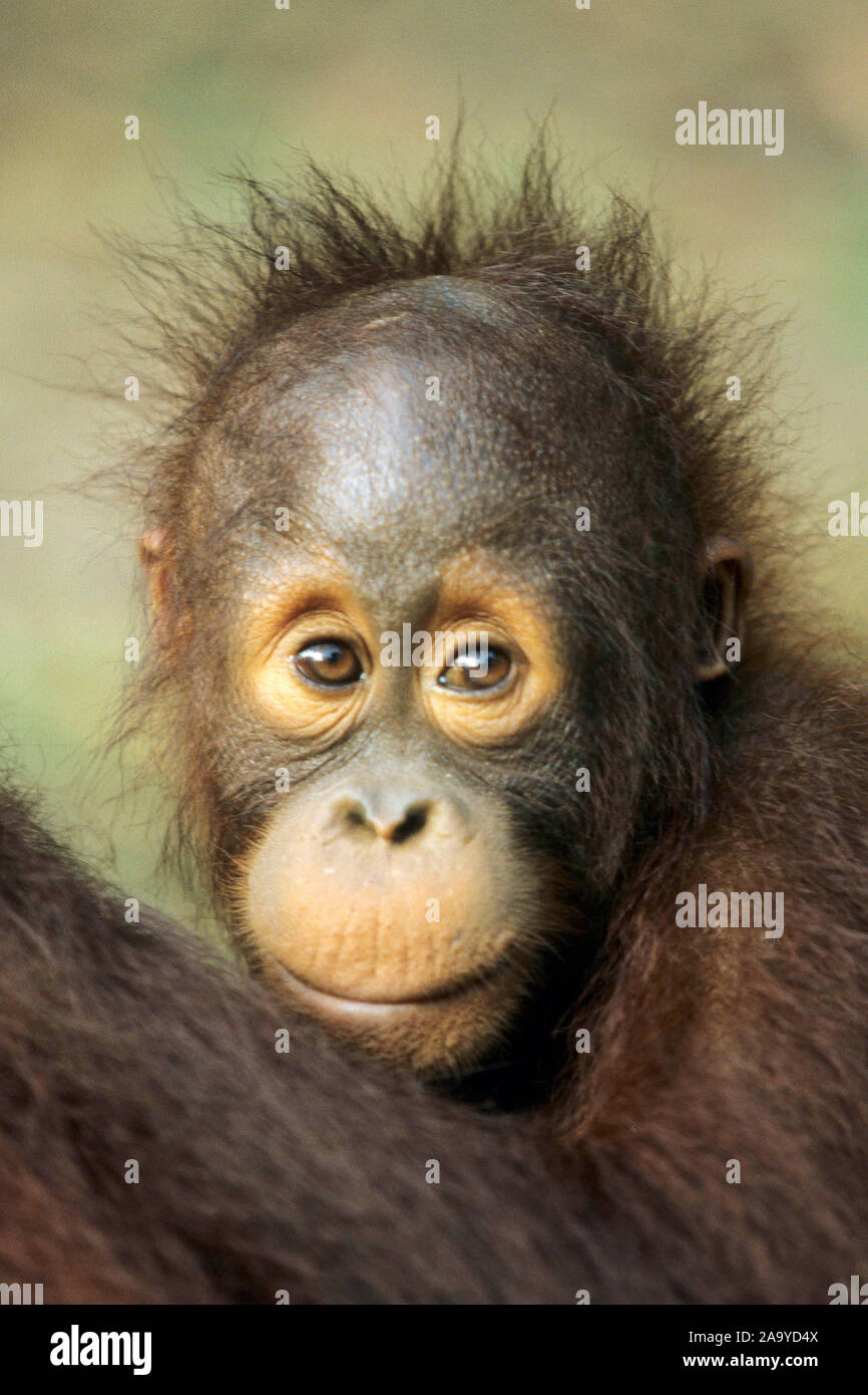 Schimpanse, Pan troglodytes, Junger Schimpanse, männlich, nachdenklich, Foto Stock