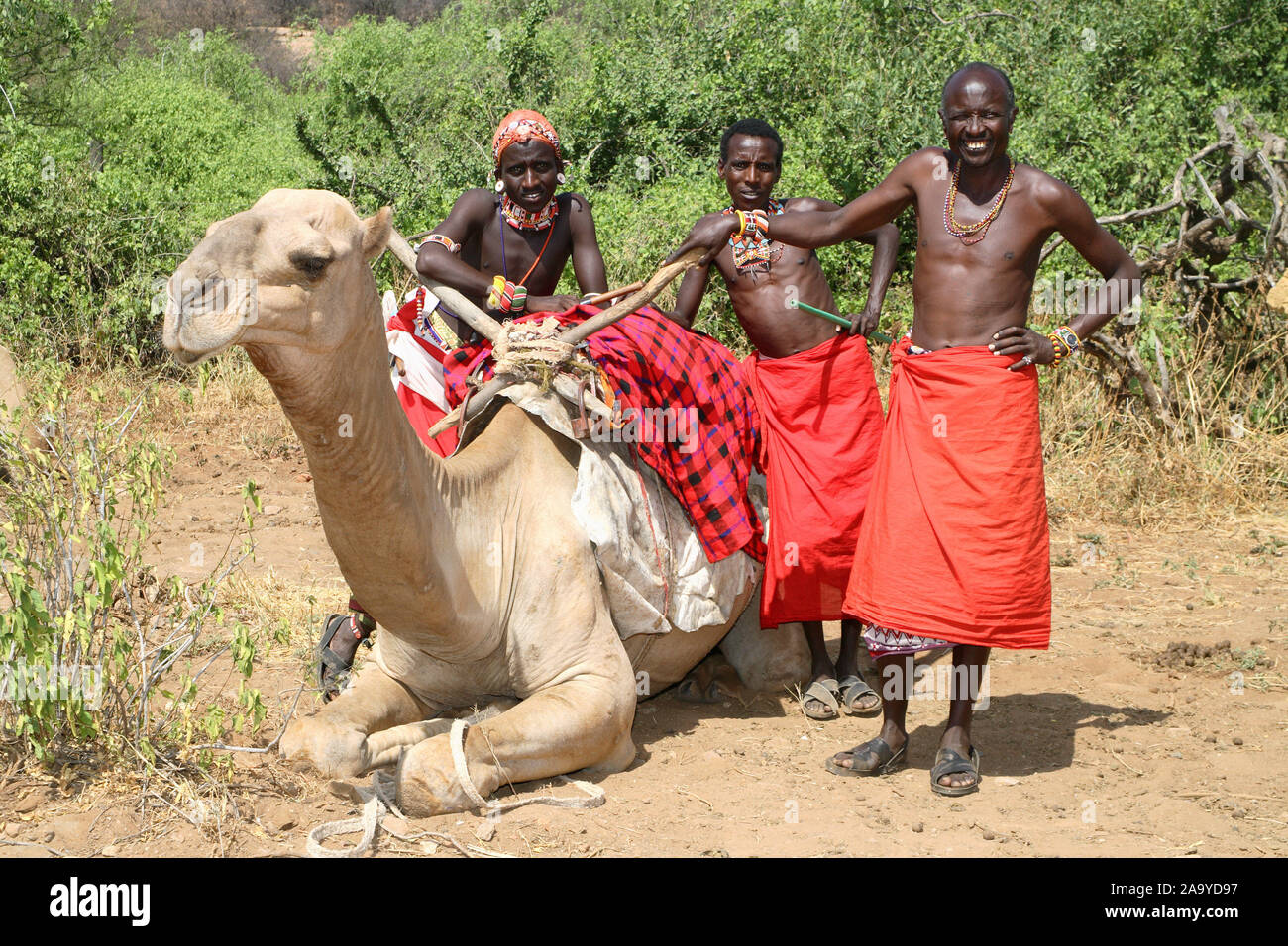 Drei Samburu-Maenner mit Dromedar aus Nordkenia Foto Stock