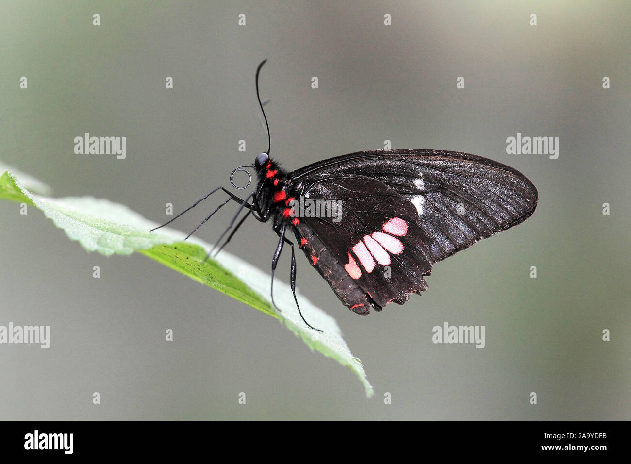 Heliconius melpomene :, comune portalettere, Großer Postbote, Costa Rica Foto Stock