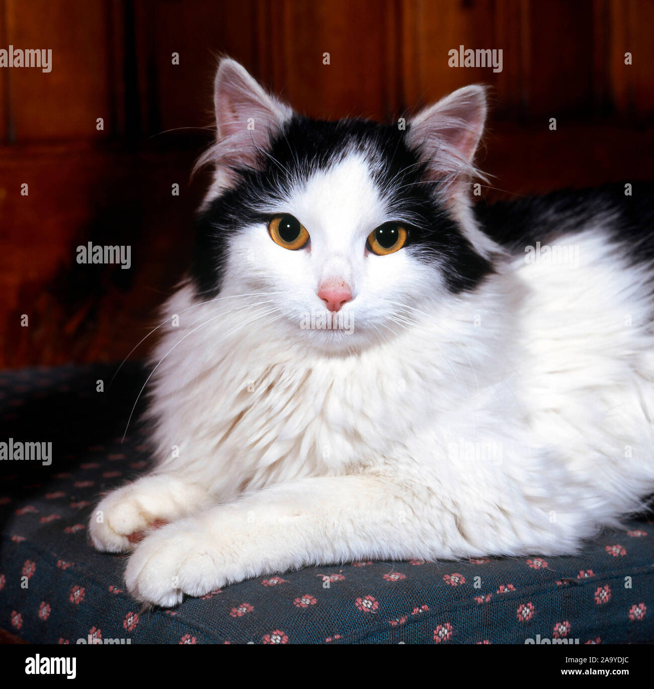 Schwarz-weisse Hauskatze liegt auf einem Sessel Foto Stock