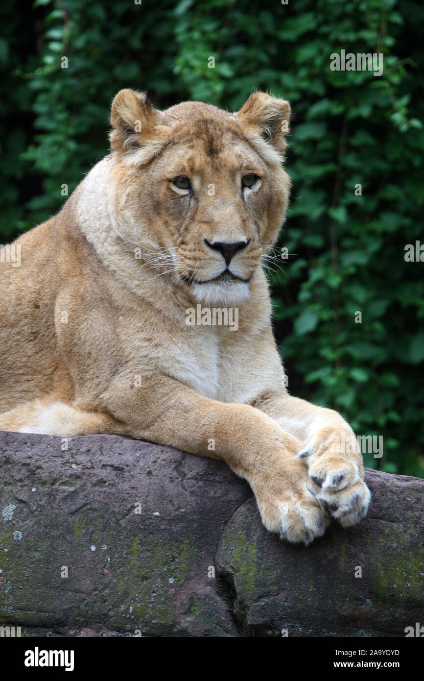 Indischer Loewe, weiblich, Panthera leo persica, Foto Stock