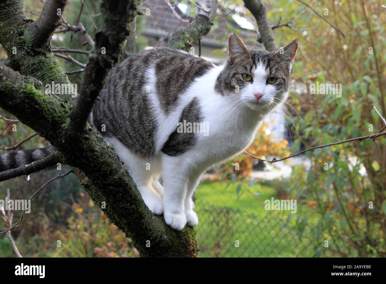 Grau-weisse Hauskatze sitzt im Baum, (Felis silvestris), Foto Stock