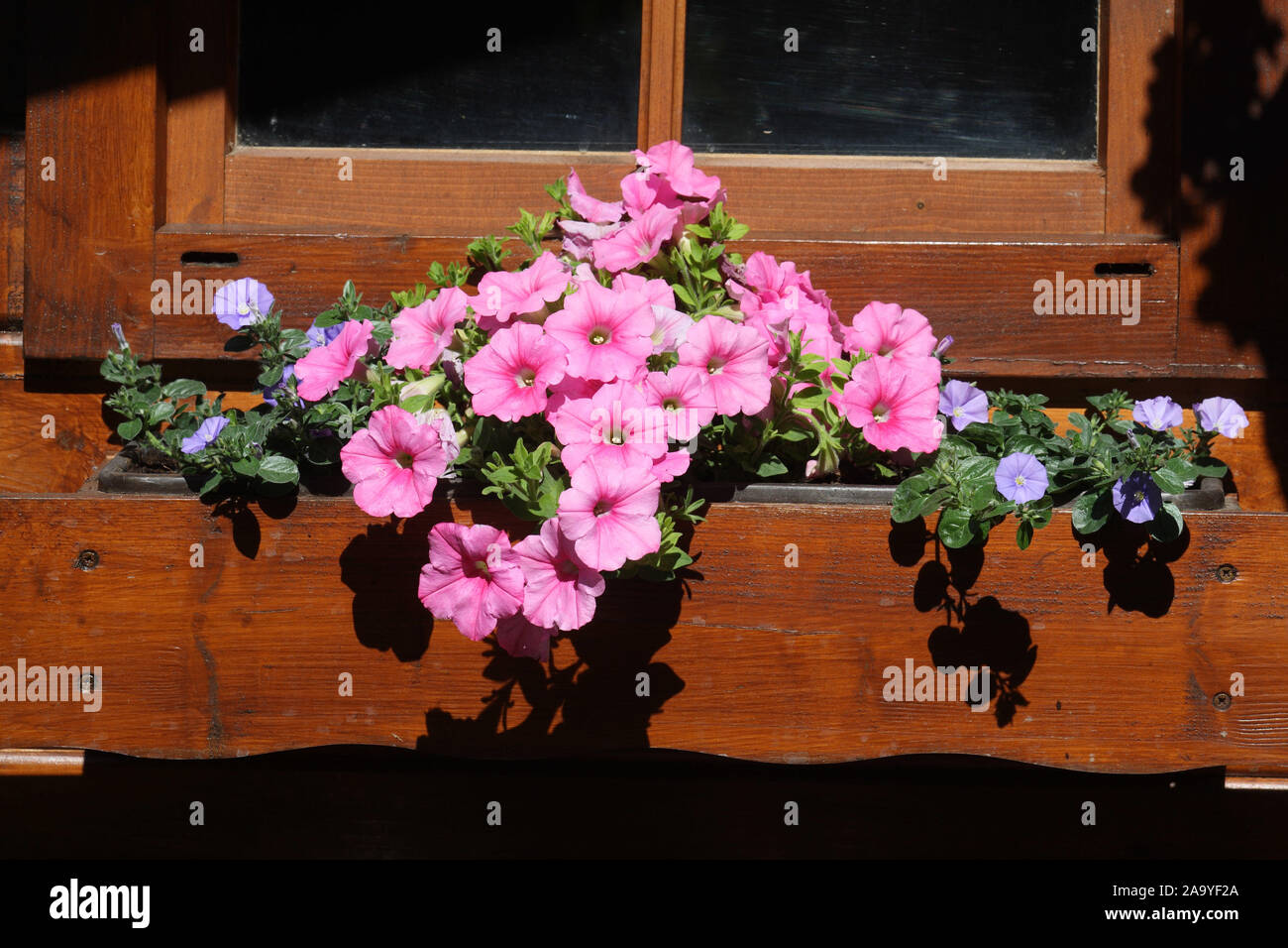 Blumen am Gartenhaus Foto Stock