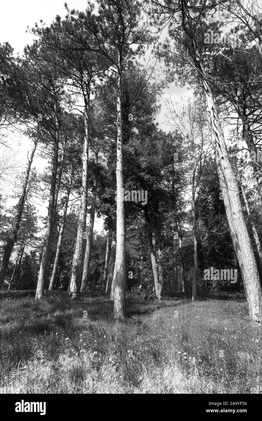 Paesaggio naturale in bianco e nero, in autunno la foresta di conifere Foto Stock