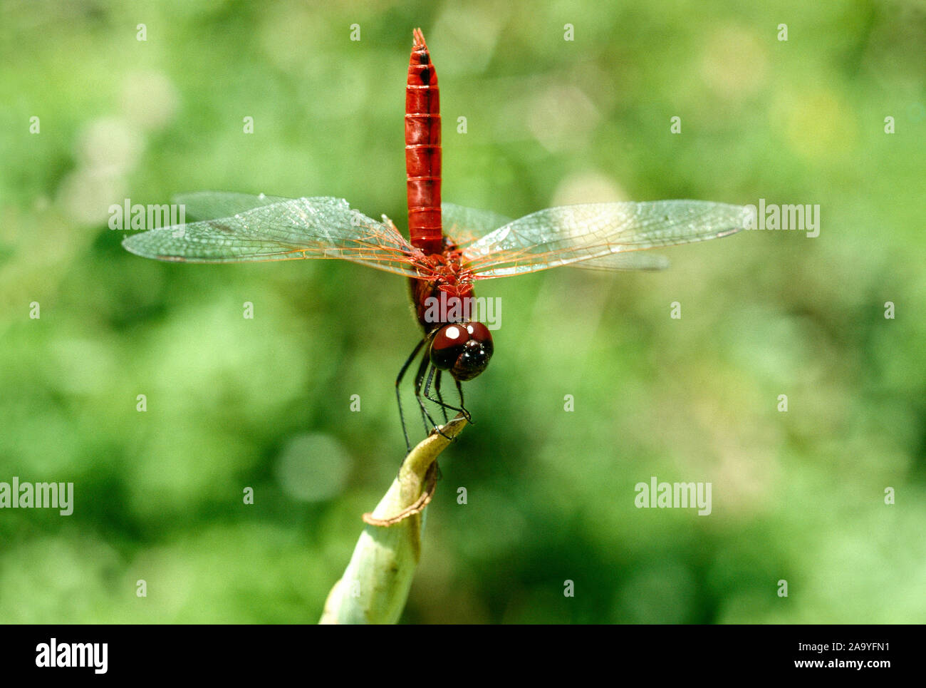 Indonesia. La fauna selvatica. Un insetto. Maggiore Crimson Glider. Dragonfly. Signata Urothemis Foto Stock