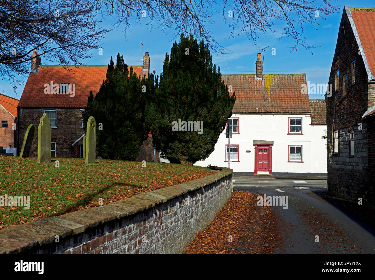 Sagrato yew alberi e casa, nel villaggio di Wetwang, East Yorkshire, Inghilterra, Regno Unito Foto Stock