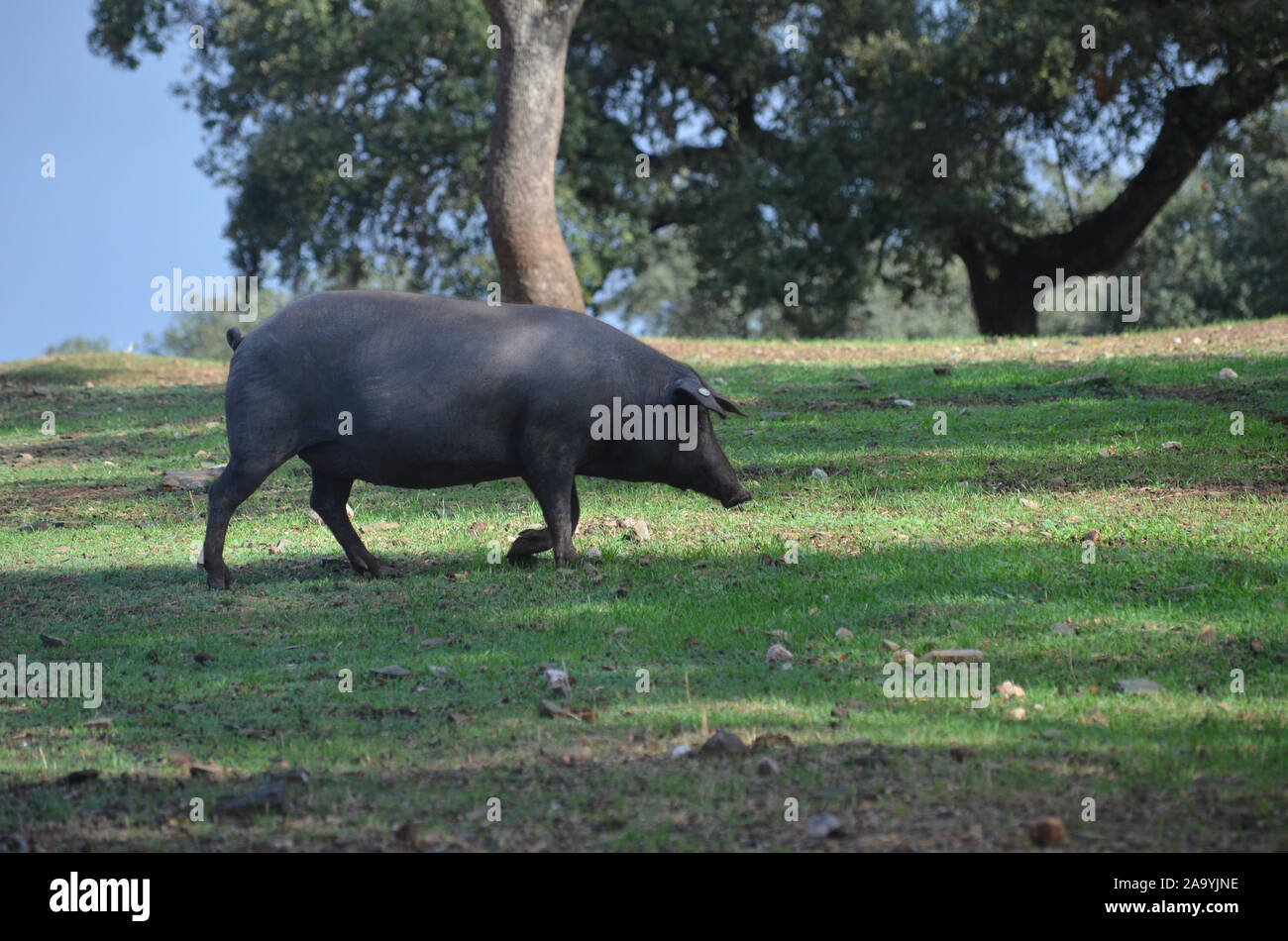 Iberico Free-ranging suini rovistando in una dehesa in Azuel (in provincia di Cordoba, Spagna meridionale) Foto Stock