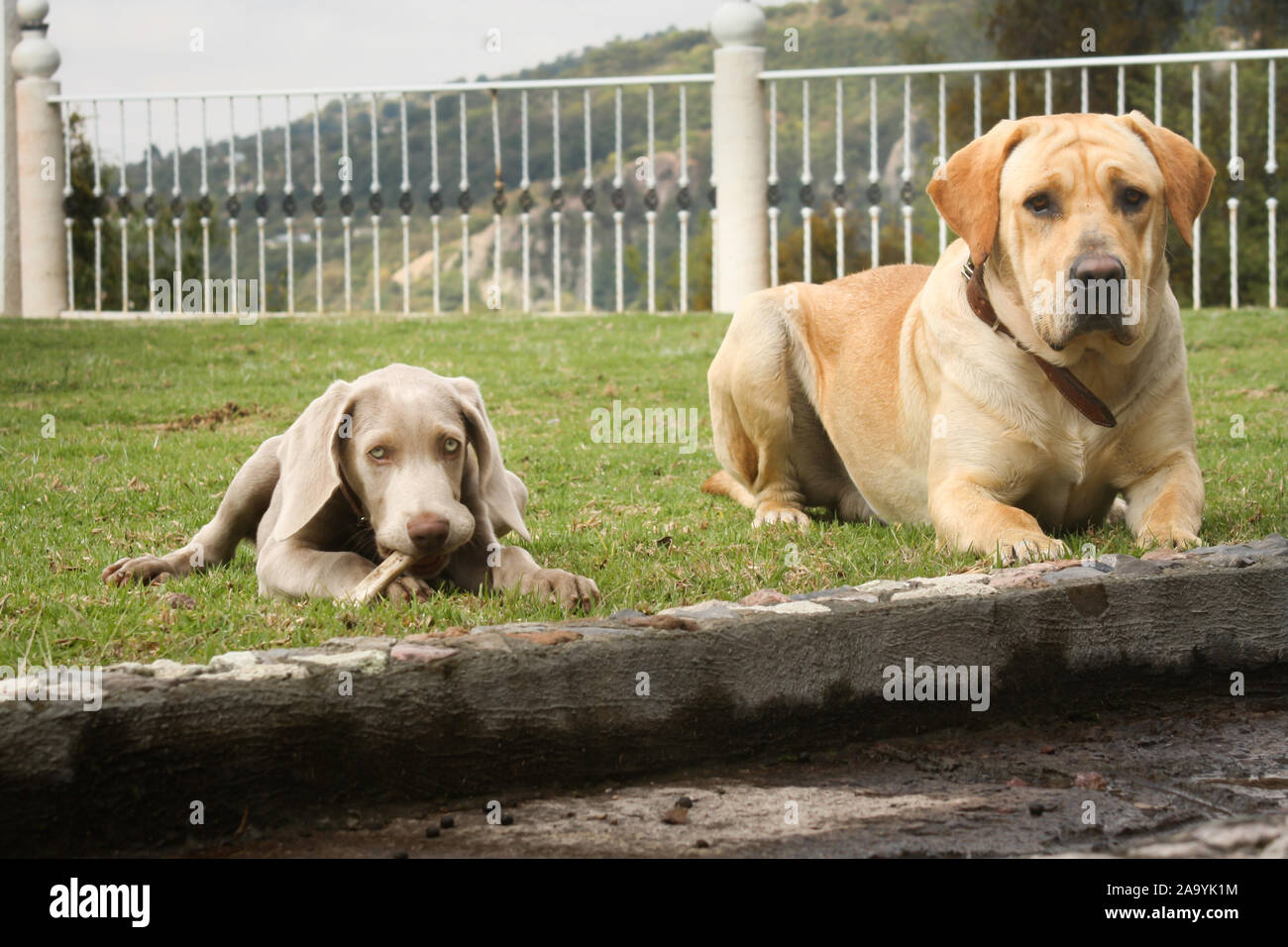 Weimaraner cucciolo e grosso labrador Foto Stock