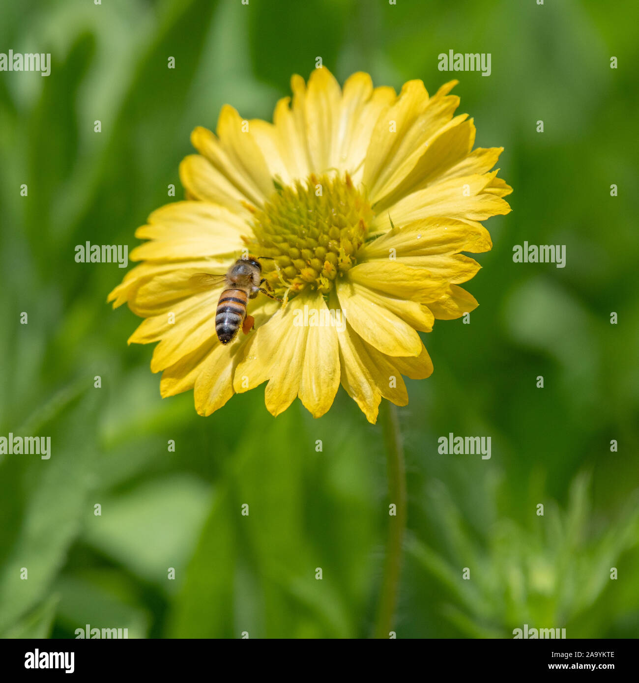 Ape con gambe laden con il polline in bilico a fiori colorati Foto Stock