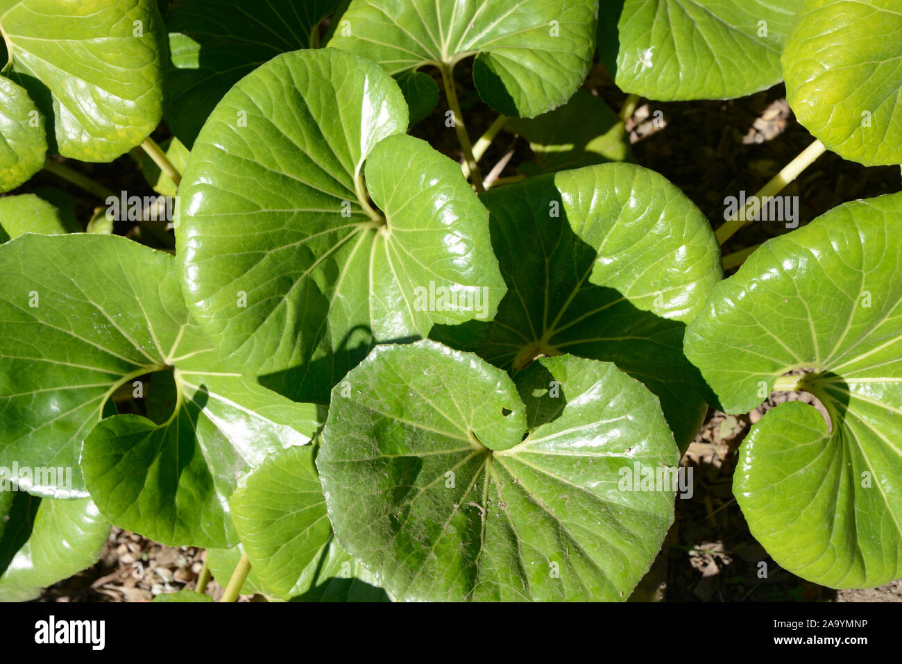 Rotondo grande o lucide foglie carnose di verde impianto di Leopard o Farfugium japonicum delle Asteraceae Foto Stock