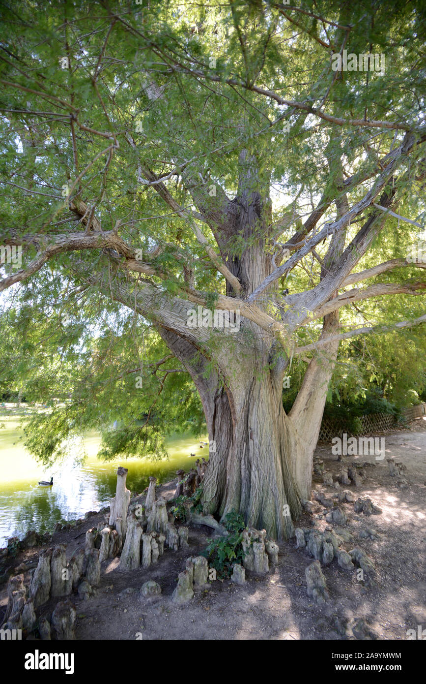 Cipresso calvo Taxodium distichum e cipresso ginocchia o pneumatofori Borely nel giardino botanico o Parco Marsiglia Francia Foto Stock