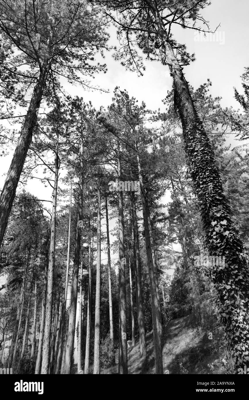 Paesaggio naturale in bianco e nero, in autunno la foresta di conifere Foto Stock