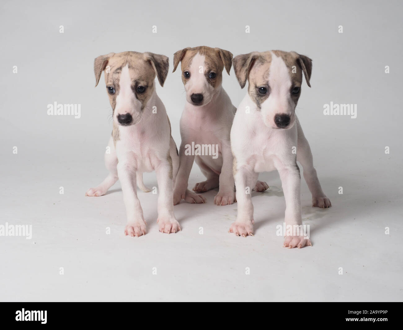 Tre Whippet cucciolo con 36 giorni d'età tabby e bianco Foto Stock