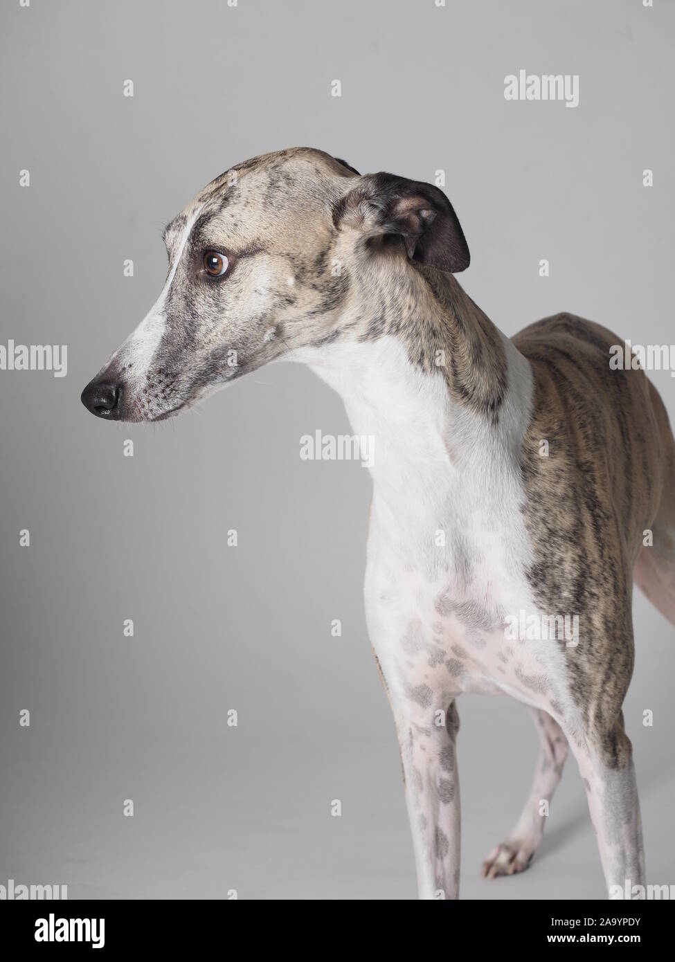 Ritratto Whippet adulto cane di razza tabby e bianco Foto Stock