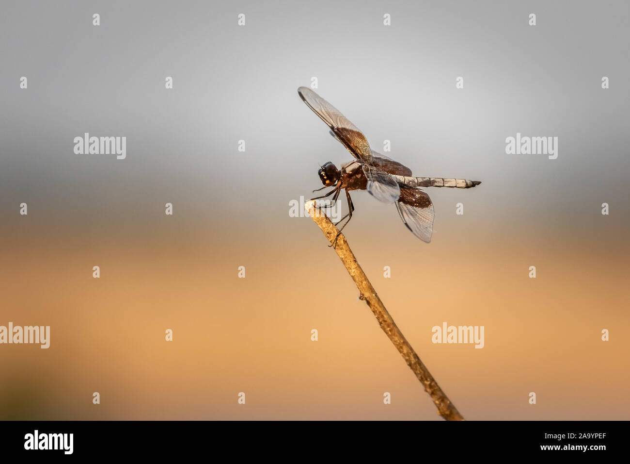 Vedova femmina (Skimmer Libellula luctuosa) dragonfly Foto Stock