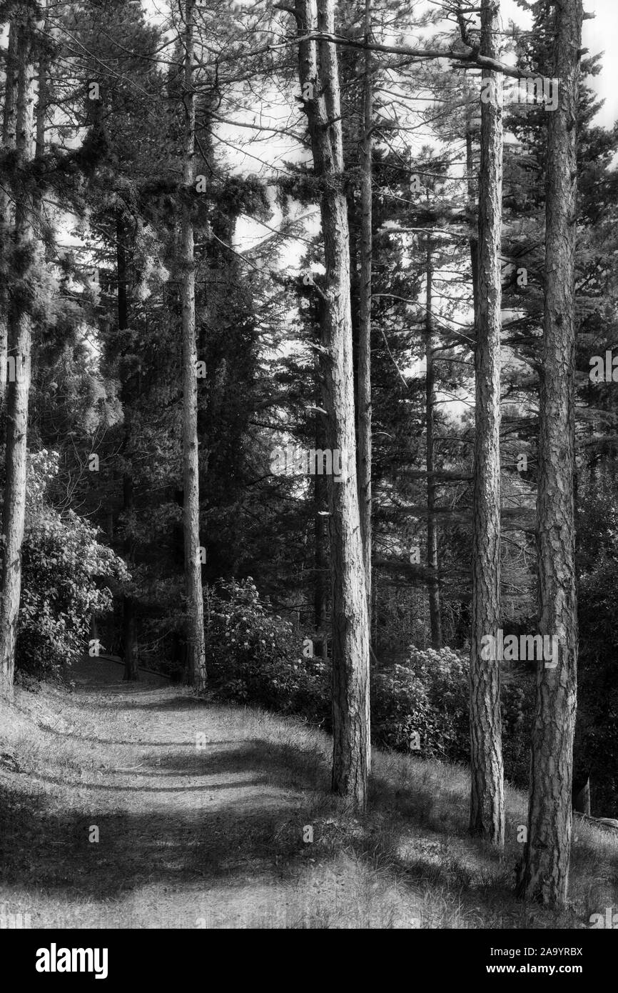 Paesaggio naturale in bianco e nero, in autunno la foresta di conifere Foto Stock