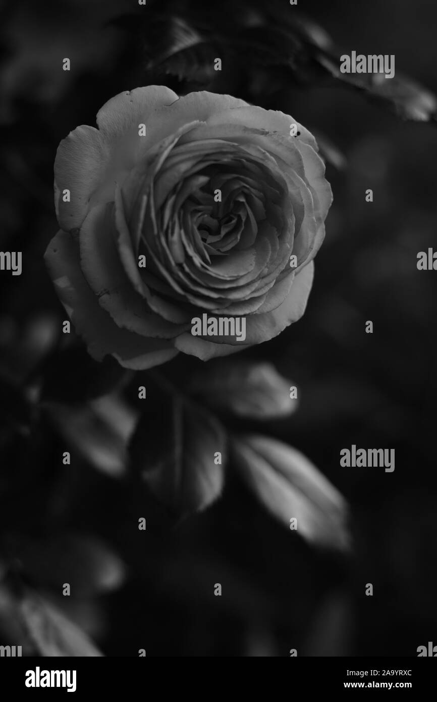 Boccola di arrampicata roses, rose fiori crescono nel giardino, bw foto. Foto Stock