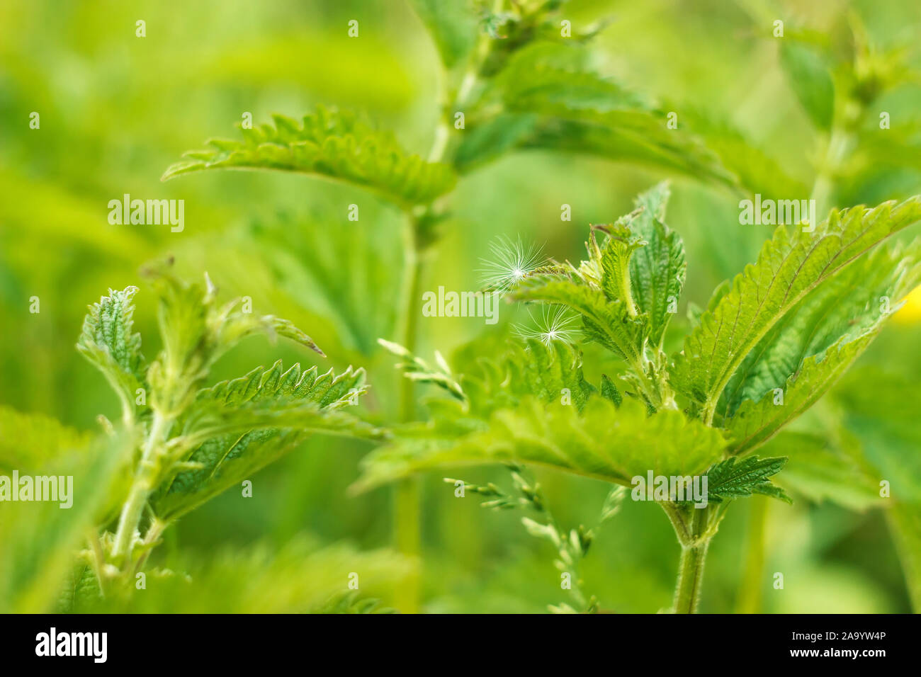 Tarassaco semi sul selvaggio di ortiche urticante Foto Stock