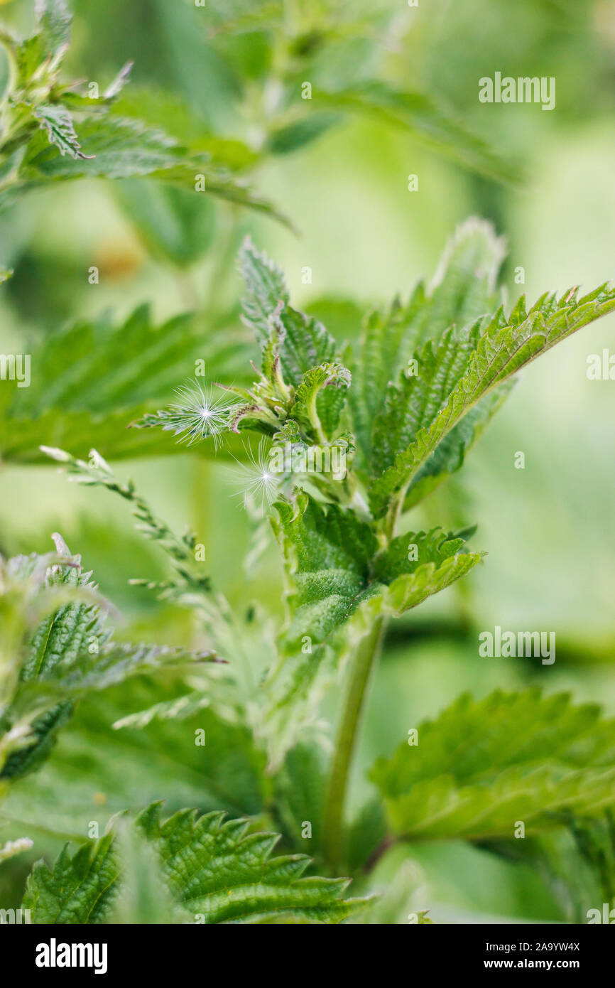Tarassaco semi sulla sensazione puntoria ortiche Foto Stock