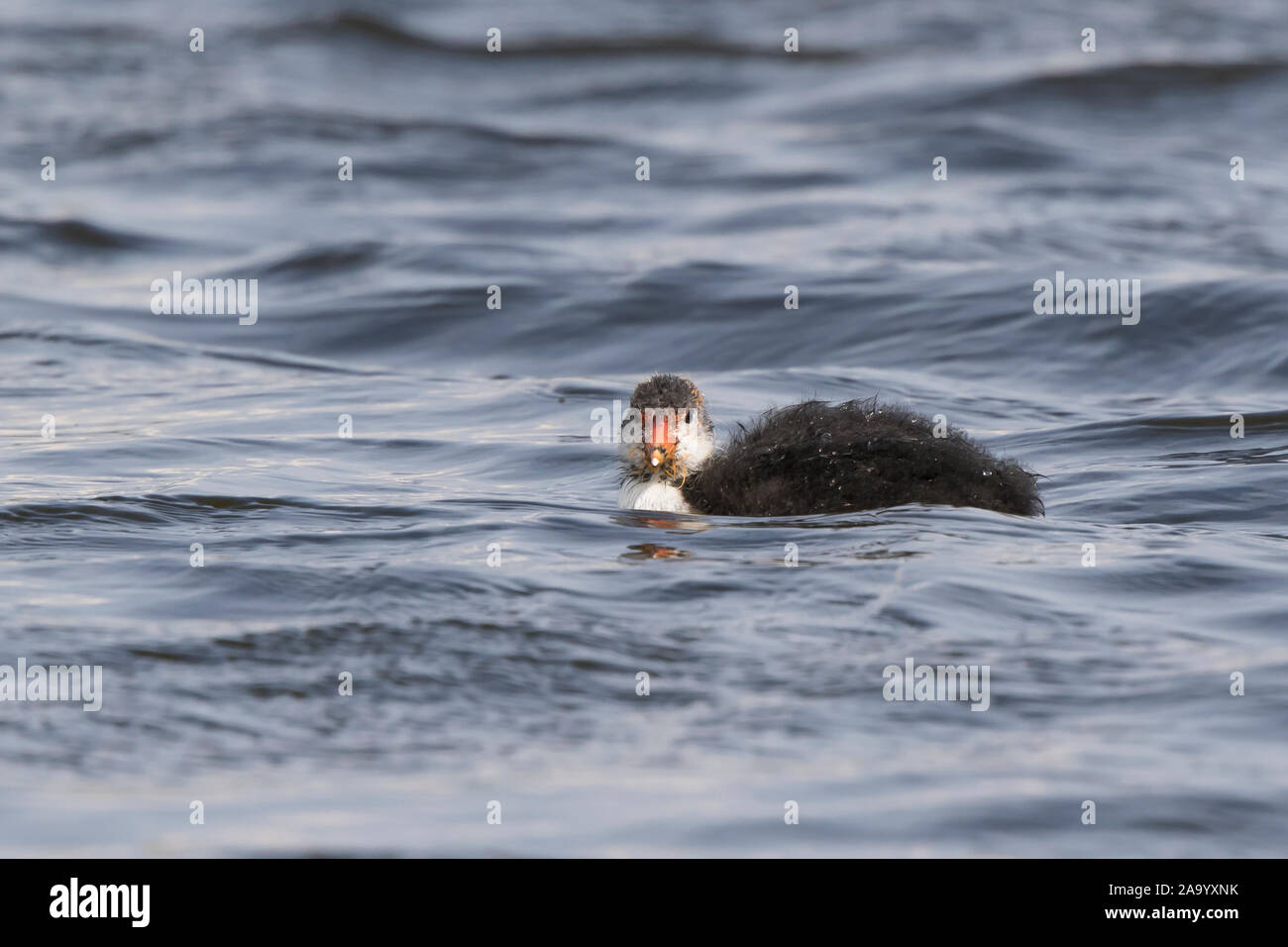 Close up wild, UK coot chick (fulica atra) isolato, nuoto nel lago. Foto Stock