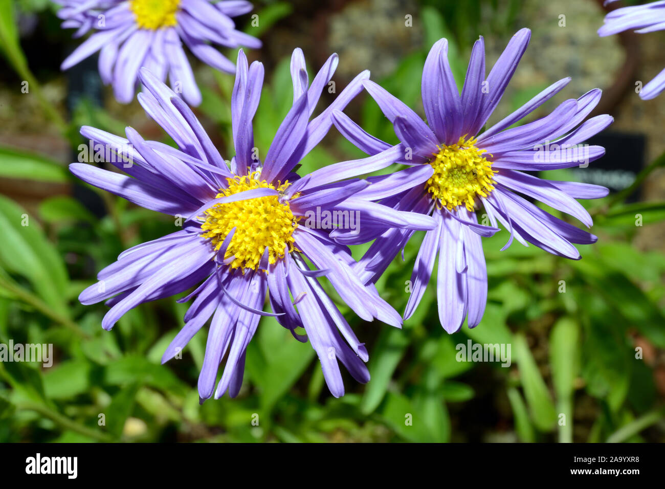 Aster alpinus (alpine aster) è nativo di montagna d'Europa. Esso può anche essere trovato negli Stati Uniti e in Canada. Foto Stock