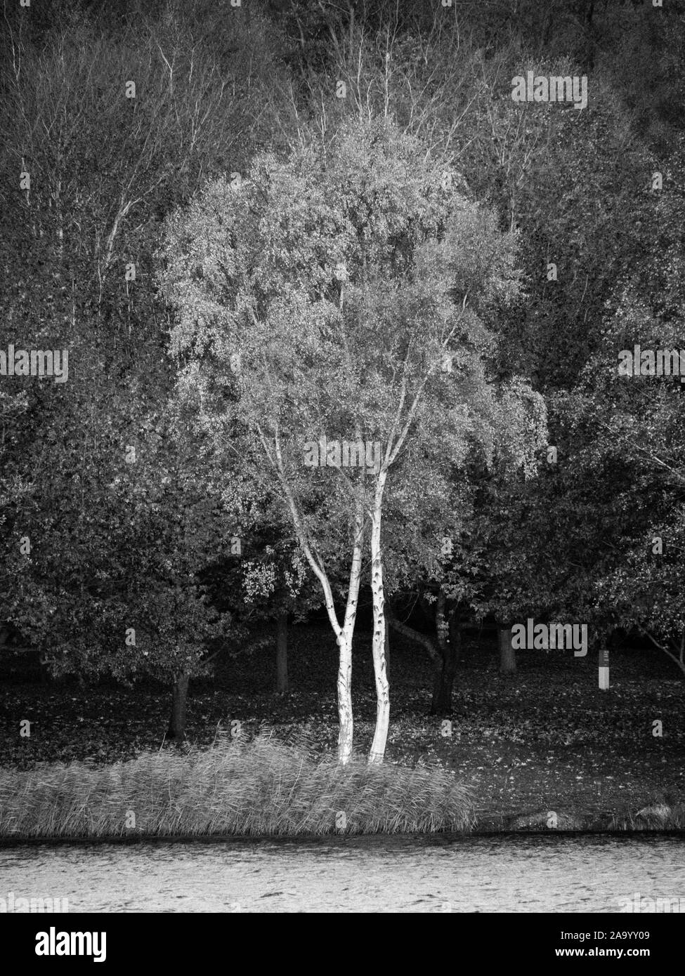 Bianco e Nero albero, paesaggio di autunno alberi, sul bordo della Virginia Water, la valle di giardini, Windsor Great Park Surrey, Inghilterra, Regno Unito, GB. Foto Stock